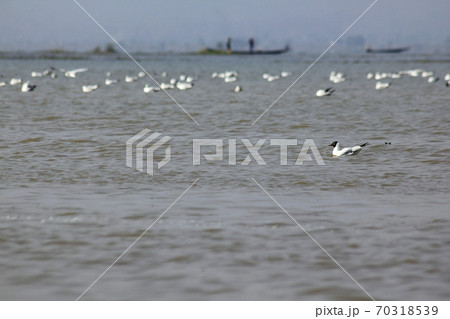 Brown-headed Gull in Inle Lake, Myanmar Brown-headed Gull in Inle Lake, Myanmar 70318539