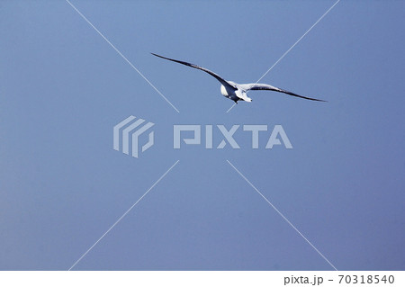 Brown-headed Gull is flying in the sky. 70318540