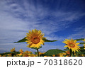 ひまわり 70318620