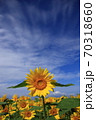 ひまわり 70318660