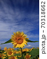 ひまわり 70318662