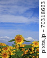 ひまわり 70318663