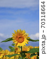 ひまわり 70318664