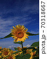 ひまわり 70318667