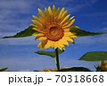 ひまわり 70318668