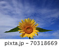 ひまわり 70318669