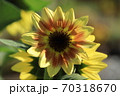 ひまわり 70318670