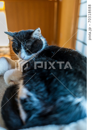 寝起きの猫の写真素材