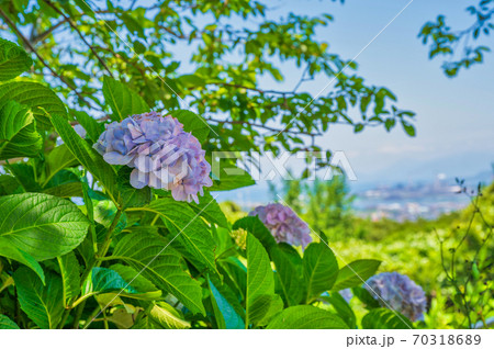 青空の高塔山公園に咲く満開のアジサイの写真素材