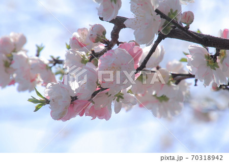 愛媛県久万高原町中津　桃の花 70318942