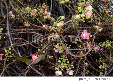 Beautiful Cannonball tree flowers (Couroupita guianensis Aubl) Beautiful Cannonball tree flowers (Couroupita guianensis Aubl) 70319071