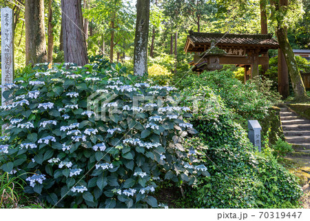 北鎌倉・浄智寺の山門と額あじさい 北鎌倉・浄智寺の山門と額あじさい 70319447