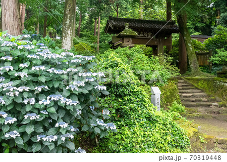 北鎌倉・浄智寺の山門と額あじさい 70319448