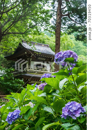 北鎌倉・浄智寺の鐘楼門とあじさい 70319450
