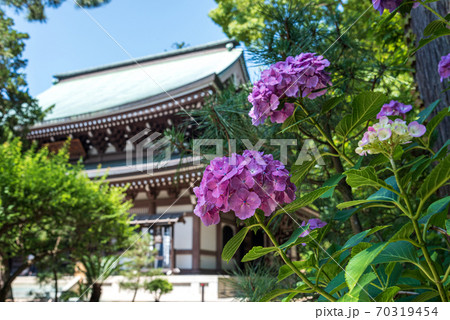 北鎌倉 円覚寺の仏殿とあじさいの写真素材