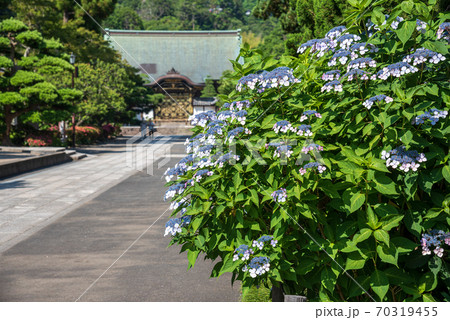 北鎌倉・建長寺の唐門と額あじさい 70319455