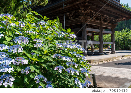 北鎌倉 建長寺の三門と額あじさいの写真素材