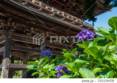北鎌倉・建長寺の三門とあじさい 70319458