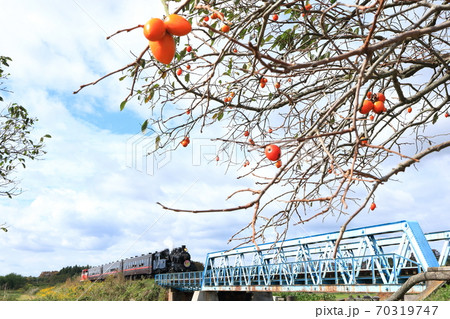 真岡鐵道「柿の木の実小貝川橋梁を渡るSLもおか号」 70319747