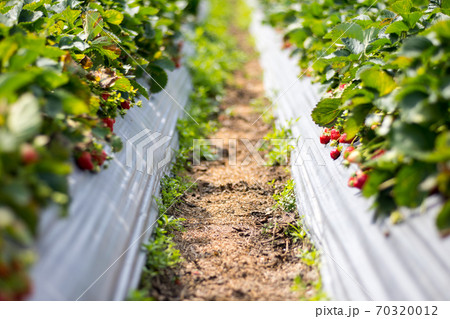 イチゴ いちご 苺 70320012