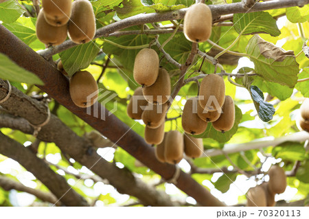 キウイフルーツの木にたわわに実るキウイフルーツ キウイフルーツの木にたわわに実るキウイフルーツ 70320113
