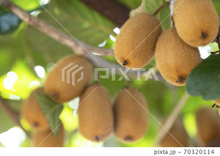 キウイフルーツの木にたわわに実るキウイフルーツ 70320114