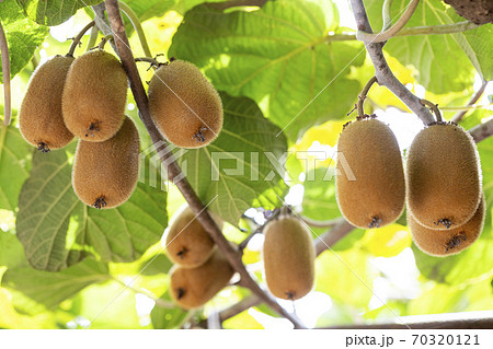 キウイフルーツの木にたわわに実るキウイフルーツの写真素材