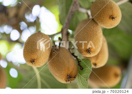 キウイフルーツの木にたわわに実るキウイフルーツ 70320124