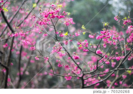 花 フラワー お花 70320268