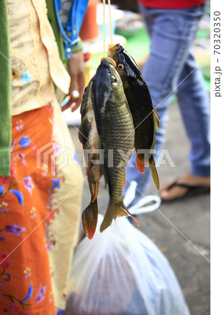 Fresh water fish on stalls in local shops Fresh water fish on stalls in local shops 70320350