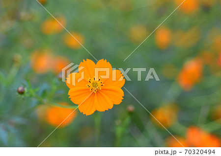 鹿島川(千葉県佐倉市)の河川敷に咲くキバナコスモス 鹿島川(千葉県佐倉市)の河川敷に咲くキバナコスモス 70320494