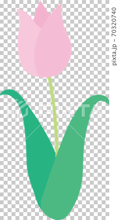 粉紅色的鬱金香 粉紅色的鬱金香 70320740