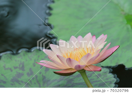 睡蓮　池に浮かぶ睡蓮の花　一輪 70320796