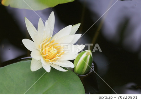 睡蓮　池に浮かぶ睡蓮の花　一輪 70320801