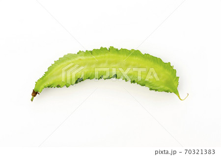 シカクマメ(ウリズンマメ) シカクマメ(ウリズンマメ) 70321383