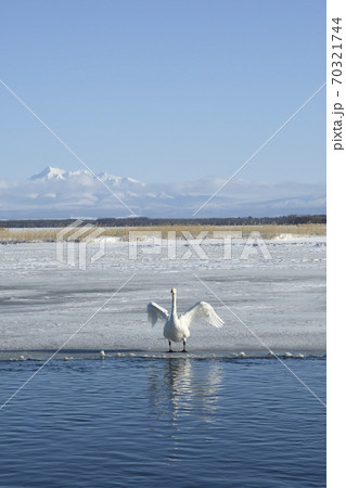 北海道　冬の涛沸湖に飛来した白鳥 70321744