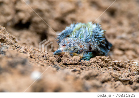 Close up of European bee-eater baby bird. Close up of European bee-eater baby bird. 70321825