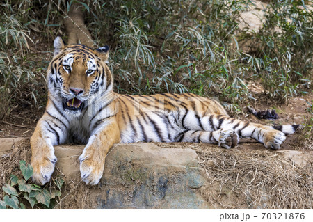 多摩動物公園 アムールトラ 70321876