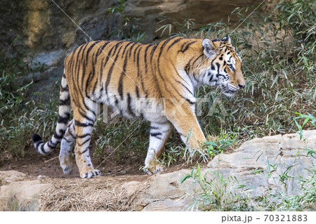 多摩動物公園 アムールトラ 70321883