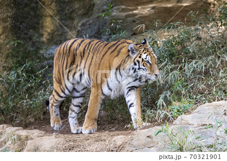 多摩動物公園 アムールトラ 多摩動物公園 アムールトラ 70321901