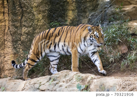 多摩動物公園 アムールトラ 多摩動物公園 アムールトラ 70321916