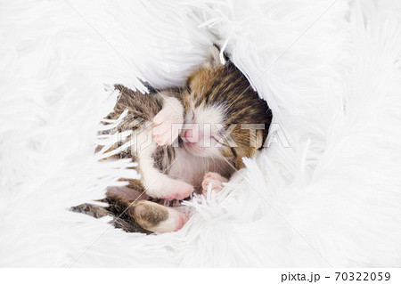 newborn kitten curled up on a fluffy white blanket 70322059