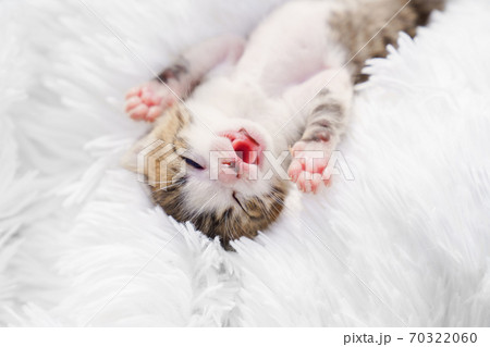 newborn kitten with his tongue 70322060