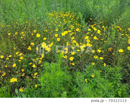 黄色の花 植物 緑 70322113
