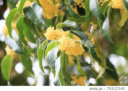 ギンモクセイの花 ギンモクセイの花 70322540