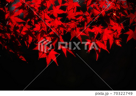 燃えるようなイロハモミジの紅葉 70322749