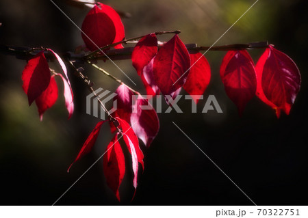 ニシキギ紅葉 70322751