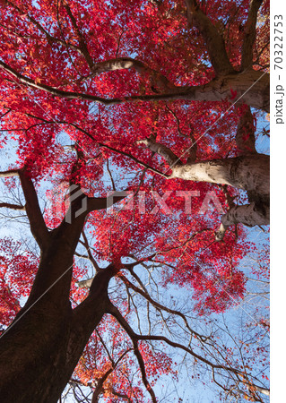 青空に映えるもみじの木紅葉 70322753
