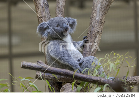 多摩動物公園 コアラ / Koala 多摩動物公園 コアラ / Koala 70322884