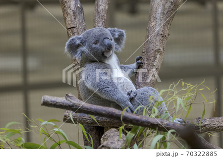 多摩動物公園 コアラ / Koala 多摩動物公園 コアラ / Koala 70322885